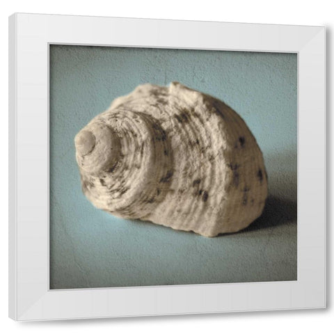 Seashell Study I White Modern Wood Framed Art Print by Jacks, Heather