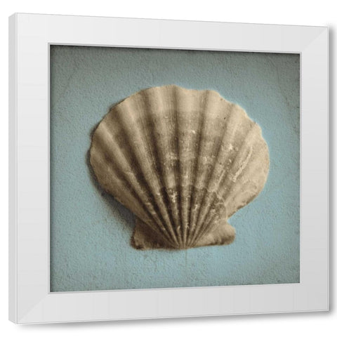 Seashell Study II White Modern Wood Framed Art Print by Jacks, Heather