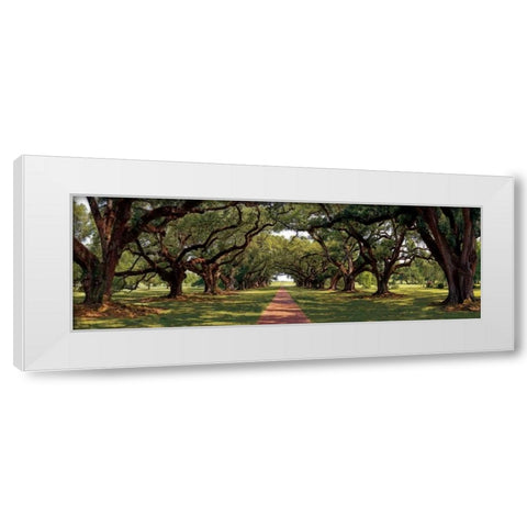 Enchanted Oaks White Modern Wood Framed Art Print by Jones, Mike