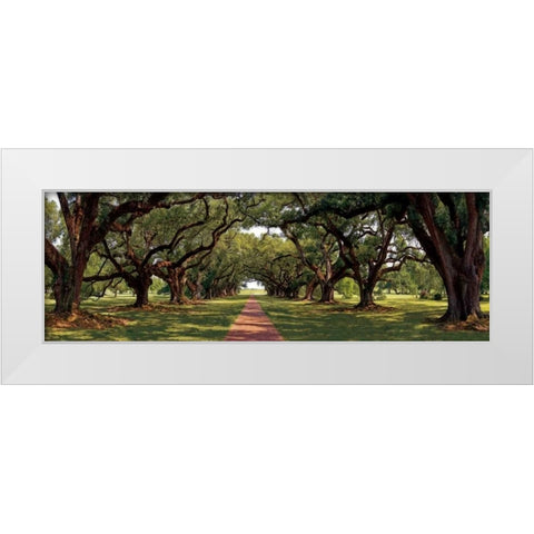 Enchanted Oaks White Modern Wood Framed Art Print by Jones, Mike