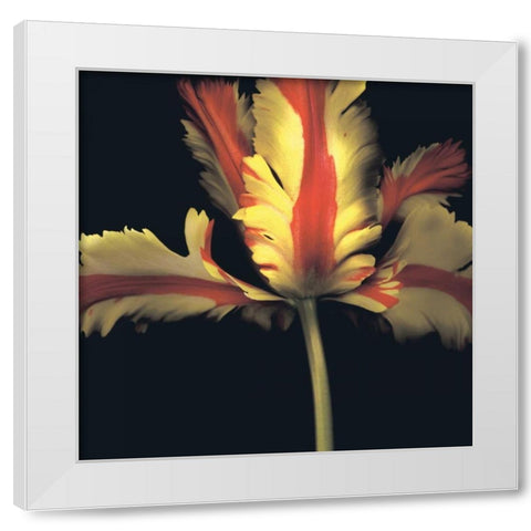 French Parrot Tulip White Modern Wood Framed Art Print by Levine, Andrew