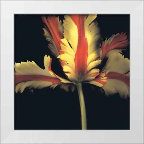 French Parrot Tulip White Modern Wood Framed Art Print by Levine, Andrew