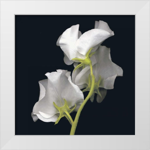 Sweet Pea White Modern Wood Framed Art Print by Levine, Andrew