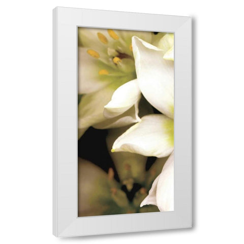 Star of Bethlehem Triptych White Modern Wood Framed Art Print by Levine, Andrew