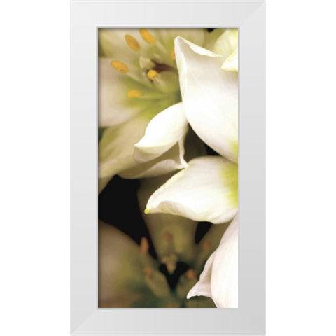 Star of Bethlehem Triptych White Modern Wood Framed Art Print by Levine, Andrew