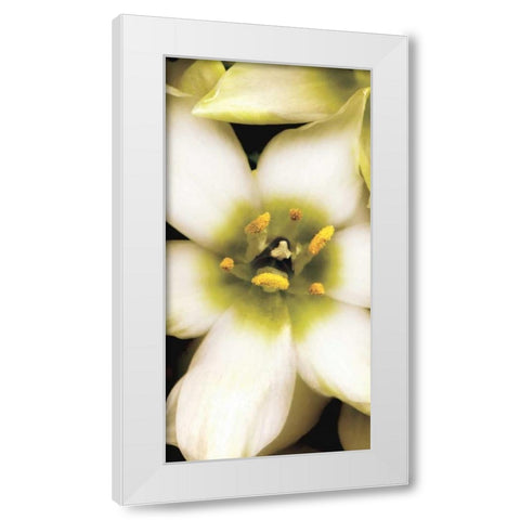Star of Bethlehem Triptych White Modern Wood Framed Art Print by Levine, Andrew