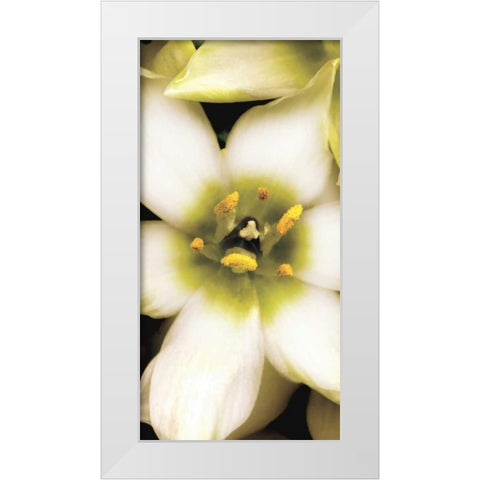 Star of Bethlehem Triptych White Modern Wood Framed Art Print by Levine, Andrew