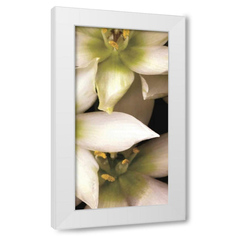 Star of Bethlehem Triptych White Modern Wood Framed Art Print by Levine, Andrew