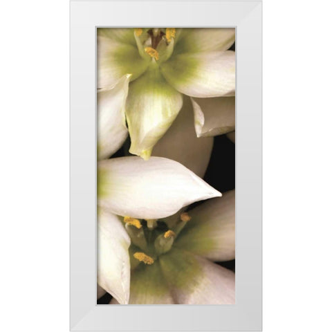 Star of Bethlehem Triptych White Modern Wood Framed Art Print by Levine, Andrew