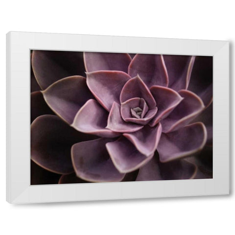 Echeveria I White Modern Wood Framed Art Print by Levine, Andrew