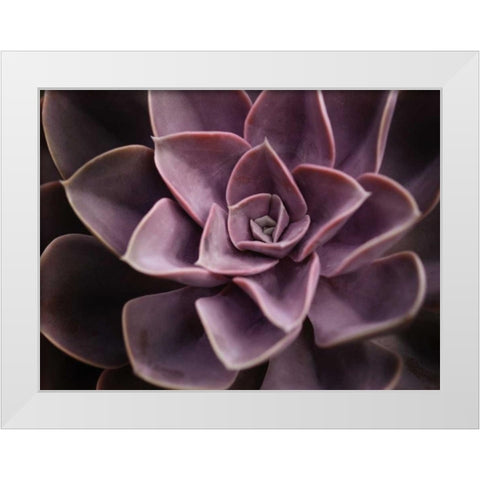 Echeveria I White Modern Wood Framed Art Print by Levine, Andrew