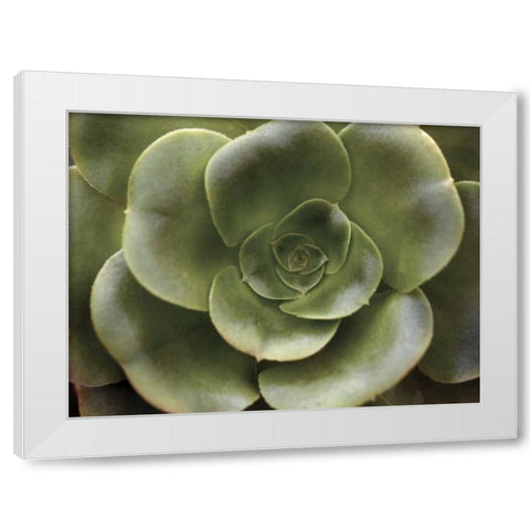 Echeveria II White Modern Wood Framed Art Print by Levine, Andrew