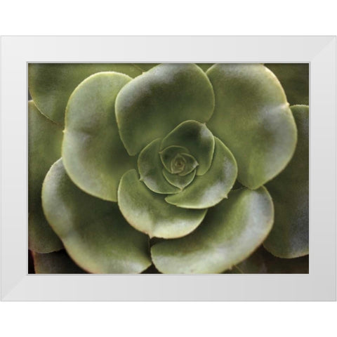 Echeveria II White Modern Wood Framed Art Print by Levine, Andrew