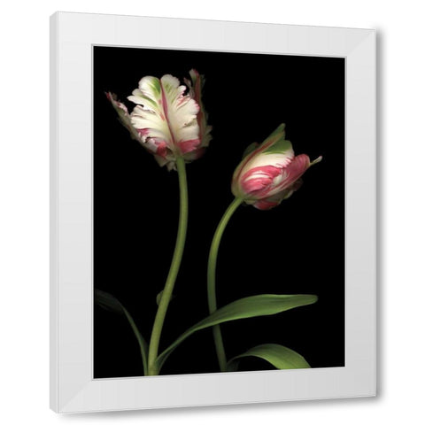 Parrot Tulips I White Modern Wood Framed Art Print by Levine, Andrew