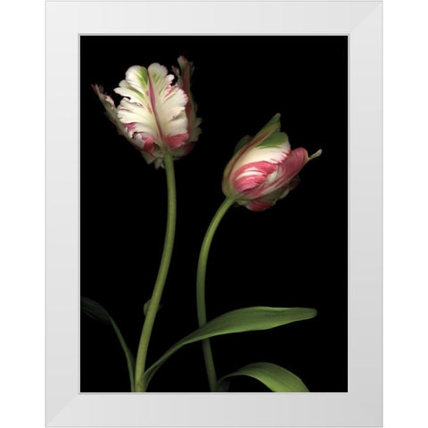 Parrot Tulips I White Modern Wood Framed Art Print by Levine, Andrew