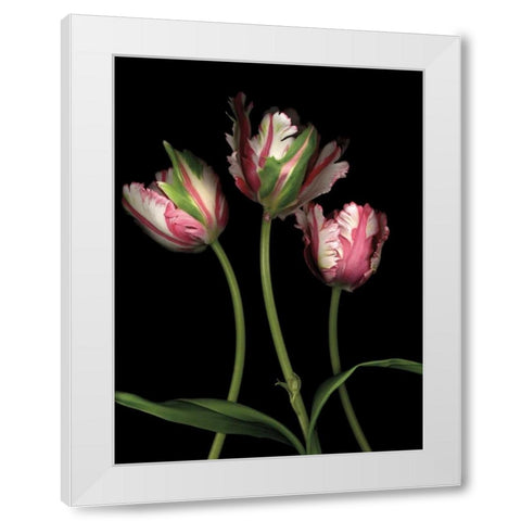 Parrot Tulips II White Modern Wood Framed Art Print by Levine, Andrew