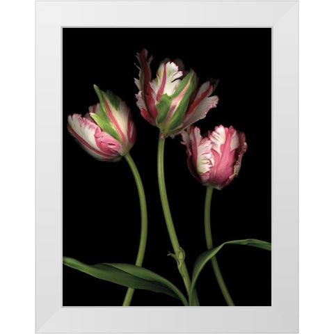 Parrot Tulips II White Modern Wood Framed Art Print by Levine, Andrew