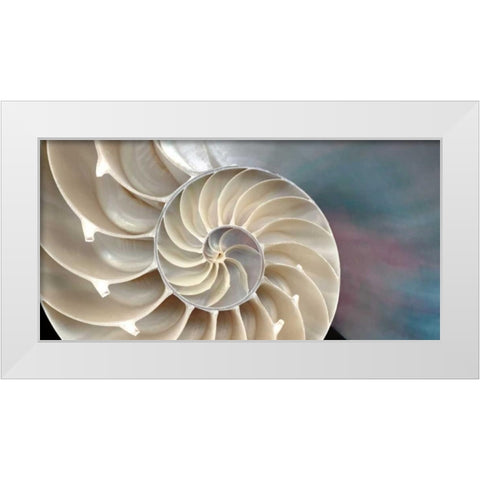Nautilus White Modern Wood Framed Art Print by Levine, Andrew