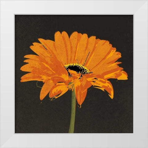 Midnight Gerbera II White Modern Wood Framed Art Print by Lacie, Robert