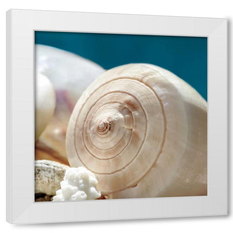Shell Quartet White Modern Wood Framed Art Print by Marie, Dina