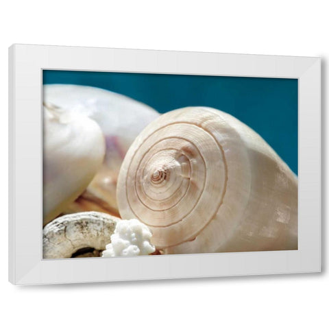 Shell Quartet White Modern Wood Framed Art Print by Marie, Dina