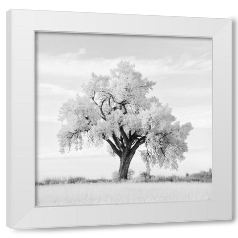 Oak Tree White Modern Wood Framed Art Print by Miele, Jean