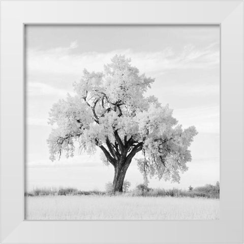 Oak Tree White Modern Wood Framed Art Print by Miele, Jean
