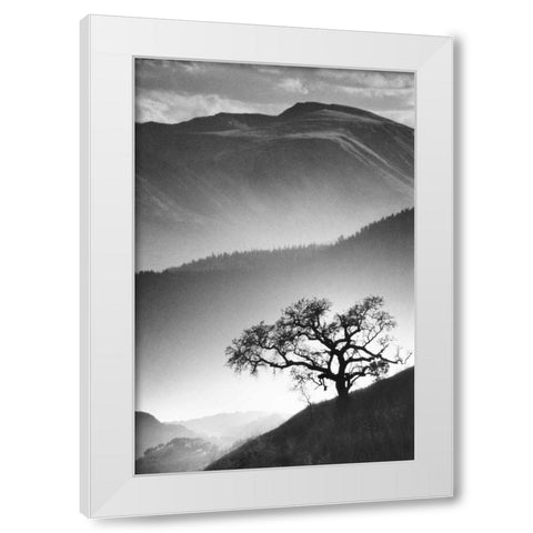 Black Oak White Modern Wood Framed Art Print by Miele, Jean