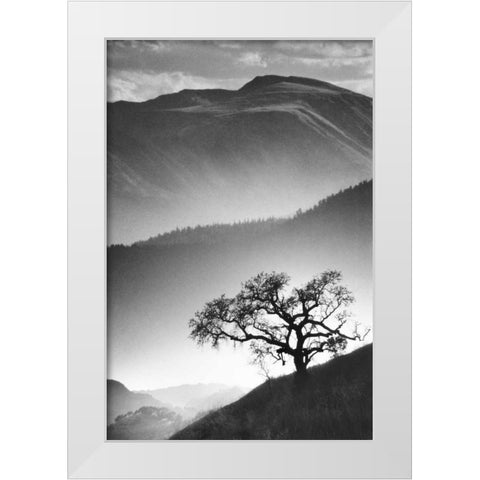 Black Oak White Modern Wood Framed Art Print by Miele, Jean