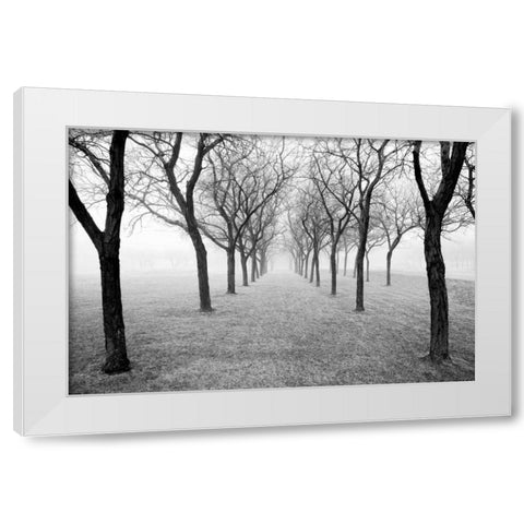 Tunnel of Trees White Modern Wood Framed Art Print by Nagler, Monte