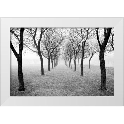 Tunnel of Trees White Modern Wood Framed Art Print by Nagler, Monte