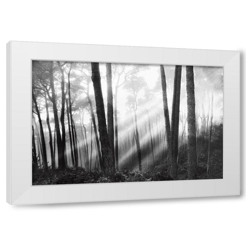 Mystical Forest and Sunbeams White Modern Wood Framed Art Print by Nagler, Monte
