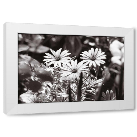 Americana White Modern Wood Framed Art Print by OMara, James