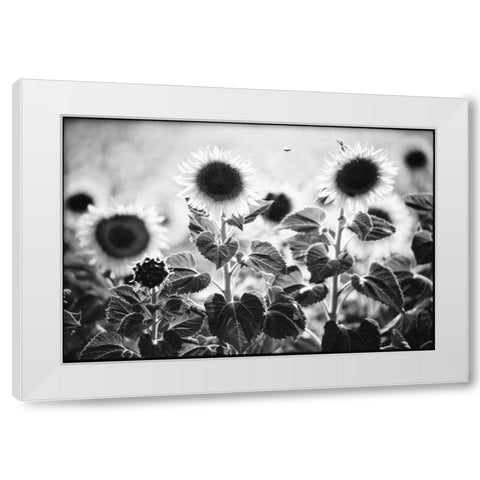 Provence White Modern Wood Framed Art Print by OMara, James