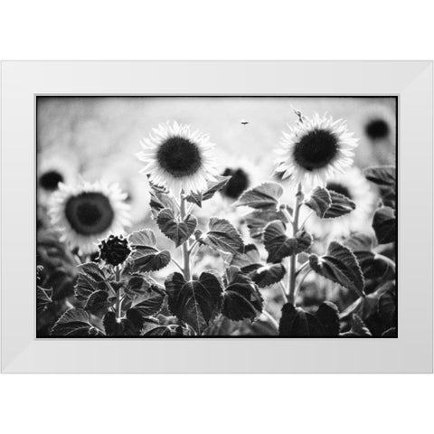 Provence White Modern Wood Framed Art Print by OMara, James
