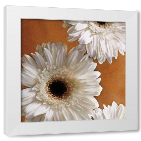 Gerber Delight I White Modern Wood Framed Art Print by Pahl, Janel