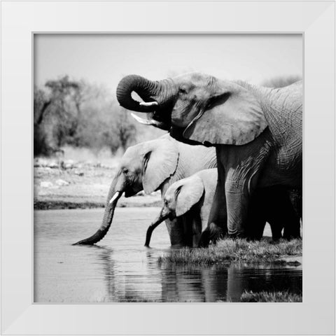 Namibia Elephants White Modern Wood Framed Art Print by Papiorek, Nina