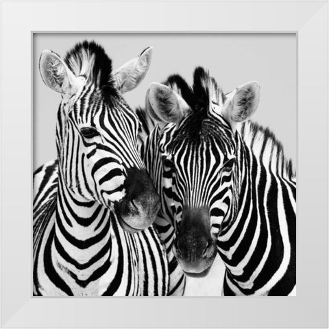 Namibia Zebras White Modern Wood Framed Art Print by Papiorek, Nina