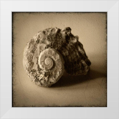 Seashell Study II White Modern Wood Framed Art Print by Heather Jacks