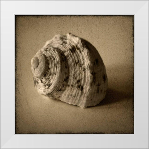 Seashell Study III White Modern Wood Framed Art Print by Heather Jacks