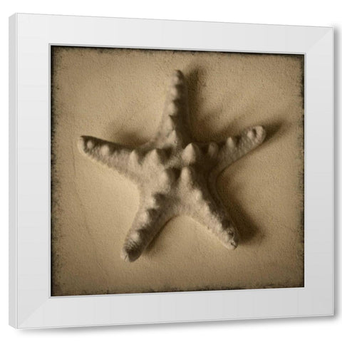 Seashell Study VI White Modern Wood Framed Art Print by Heather Jacks