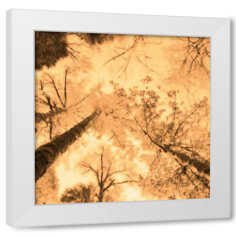 Epiphany I White Modern Wood Framed Art Print by Pelkey, Marvin