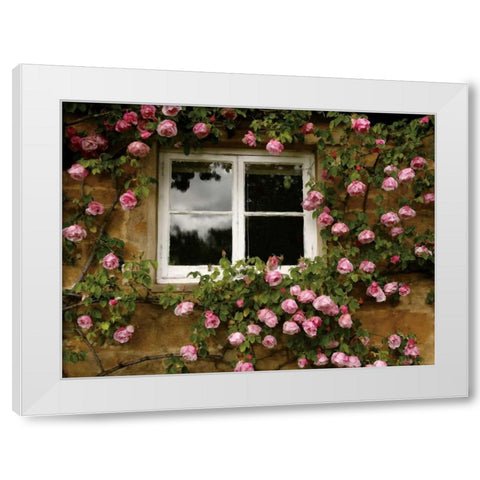Costwalds Rose White Modern Wood Framed Art Print by Pahl, Janel