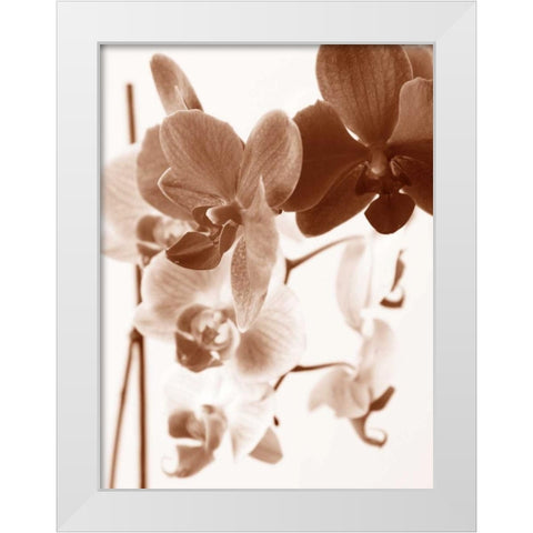 Dreamy Orchids I White Modern Wood Framed Art Print by Szilagyi, lly