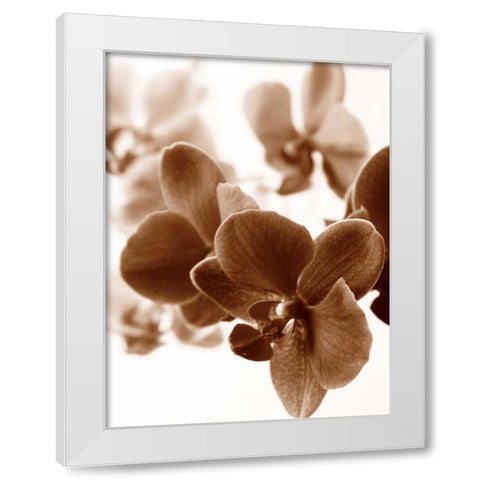 Dreamy Orchids II White Modern Wood Framed Art Print by Szilagyi, lly