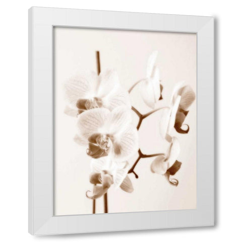 No Boundaries I White Modern Wood Framed Art Print by Szilagyi, lly