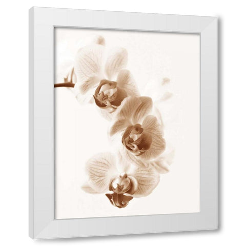 No Boundaries II White Modern Wood Framed Art Print by Szilagyi, lly