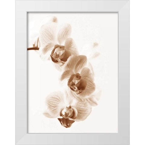 No Boundaries II White Modern Wood Framed Art Print by Szilagyi, lly