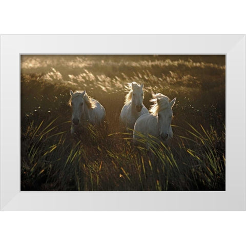 Wild and Free White Modern Wood Framed Art Print by Ortega, Xavier