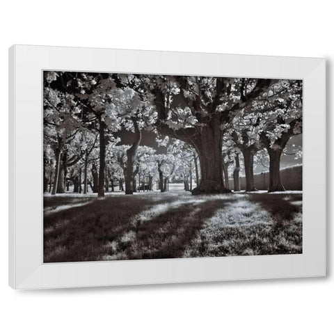 Tree Park White Modern Wood Framed Art Print by Szilagyi, Ily